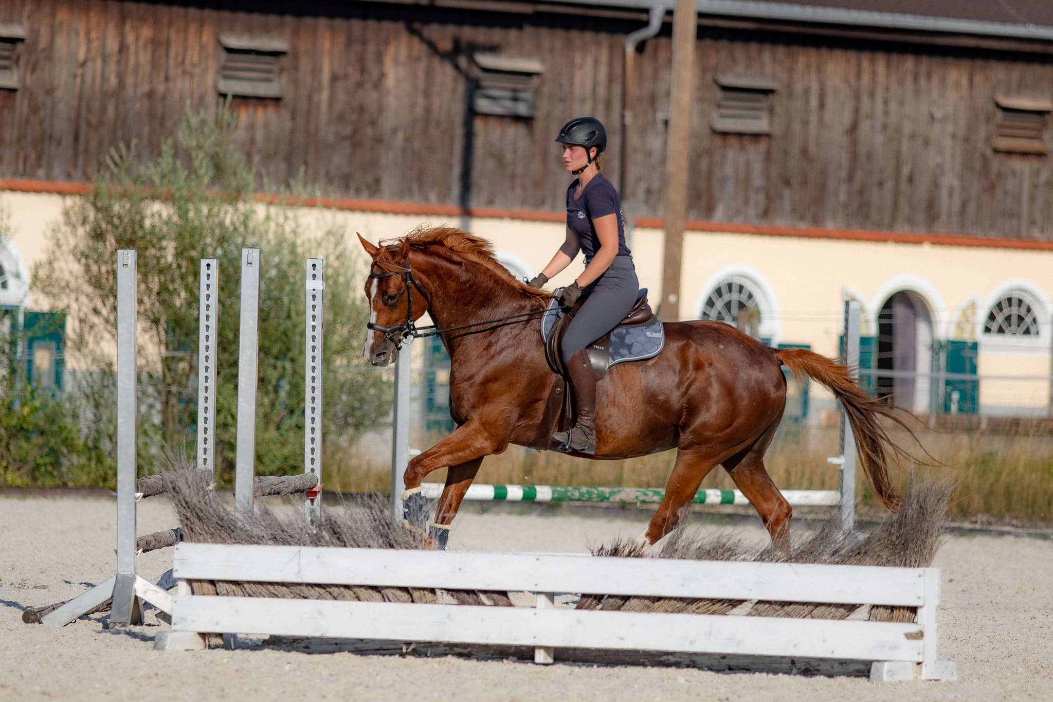 Horse coaching portrait 2